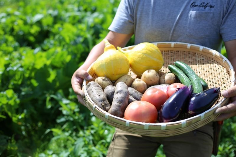 期間限定　パクチー　香菜　新鮮野菜　業務用　大量　卸し　旬野菜　5kg クール便 期間限定 パクチー 香菜 新鮮野菜 業務用 大量 卸し 4kg クール便